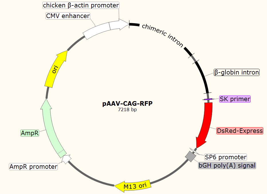 pAAV-CAG-RFP载体图谱